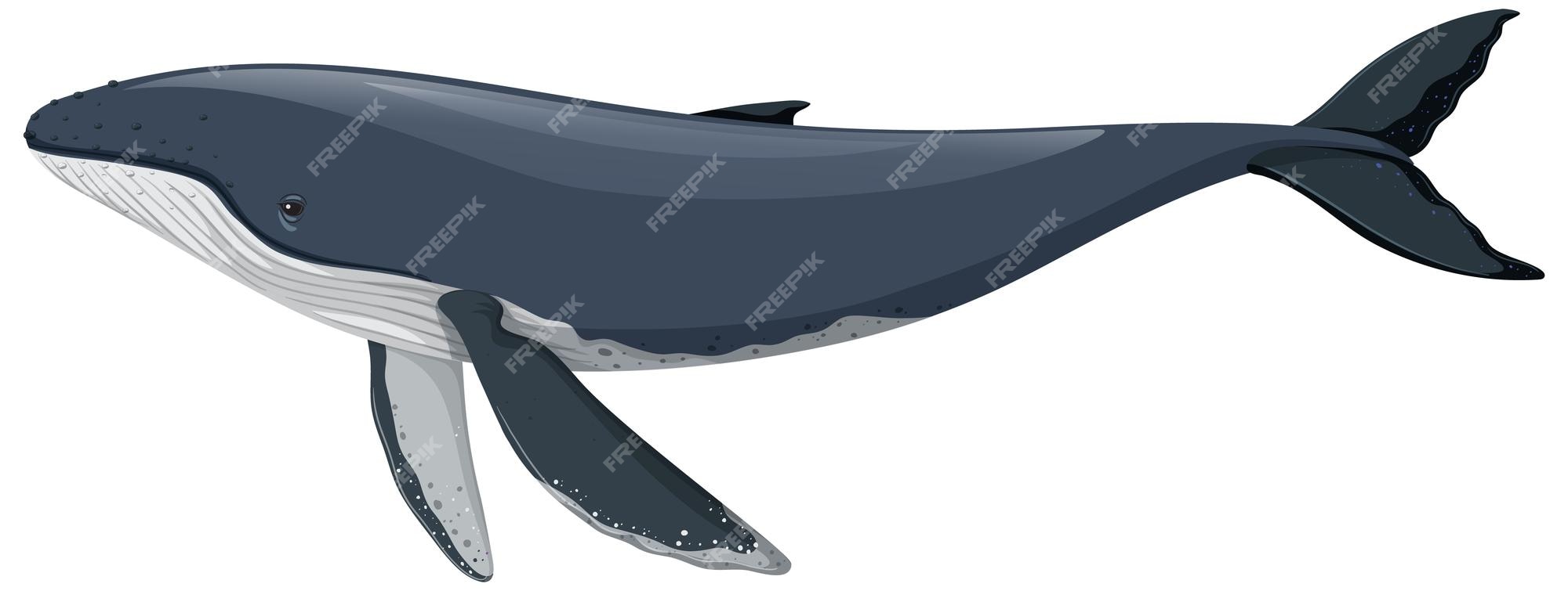 humpback-whale-isolated-white-background_1308-110586.jpg
