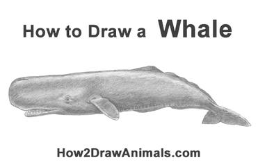 how-to-draw-sperm-whale-side.jpg