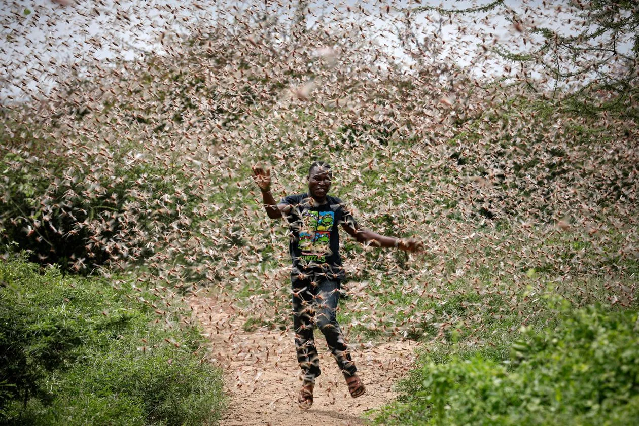 africalocustsim-149303.jpg