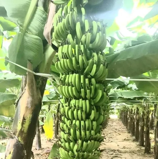 banana-plants-banana-trees-and-how-to-grow-info-121.webp