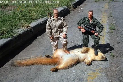dead squirrel pest control.jpg