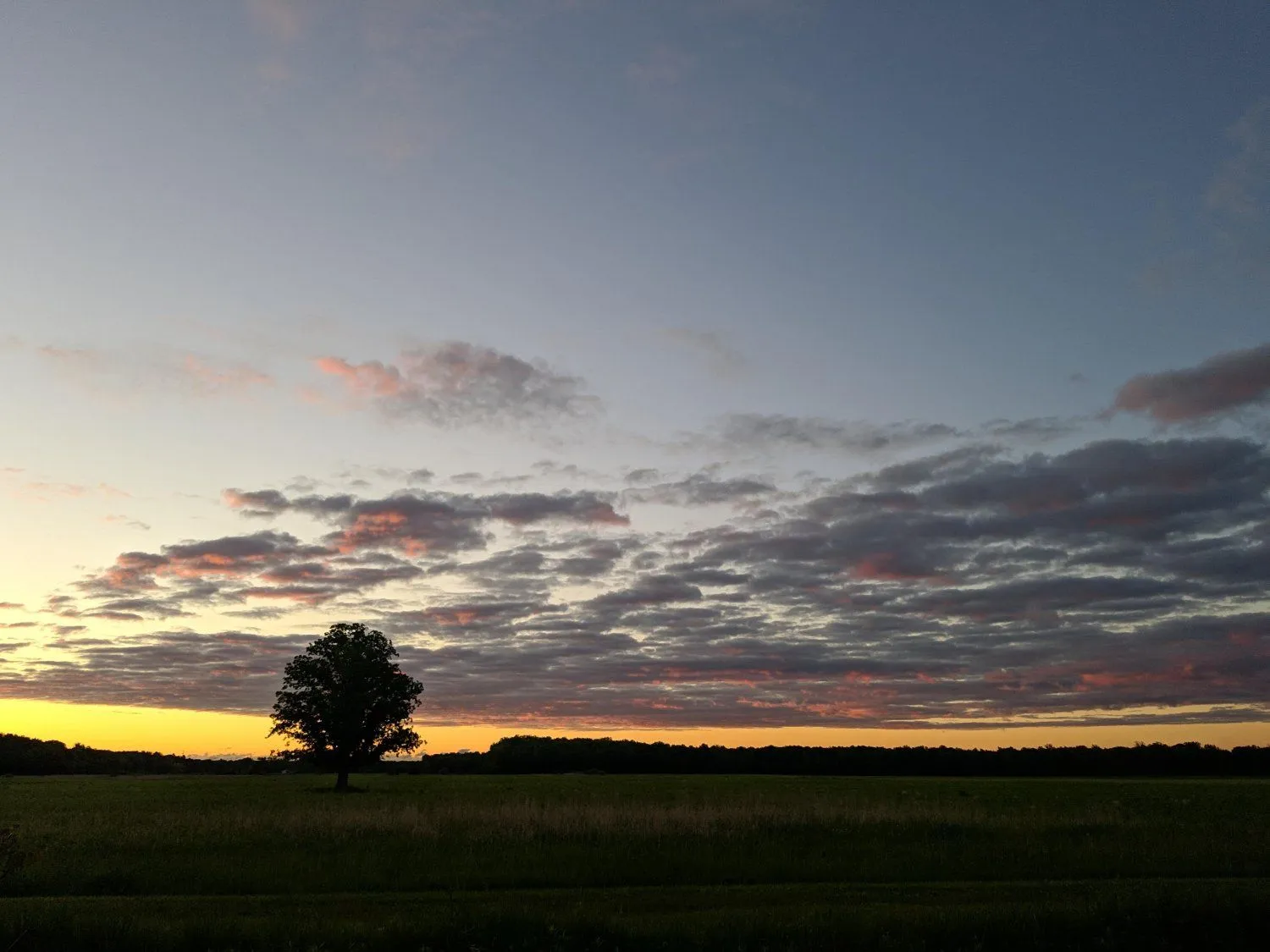 IMG_20200611_055445.webp