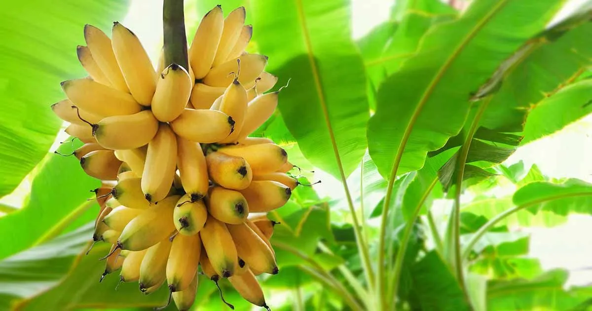 Overwinter-Banana-Plants-FB.webp