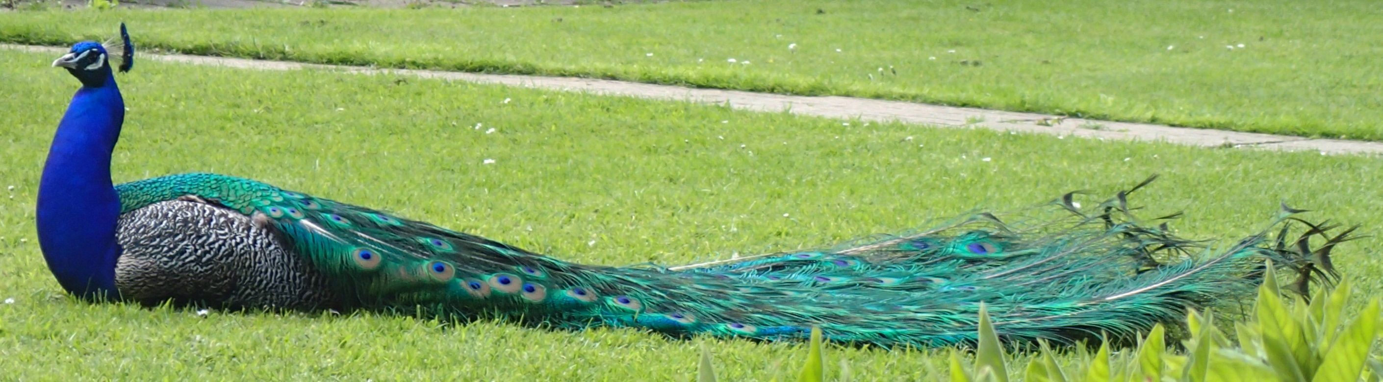 Peacock_at_cat_rescue_centre_May_2017 (1).jpg