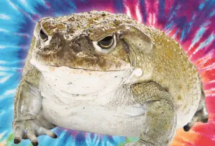TOAD-e1569753132576.webp