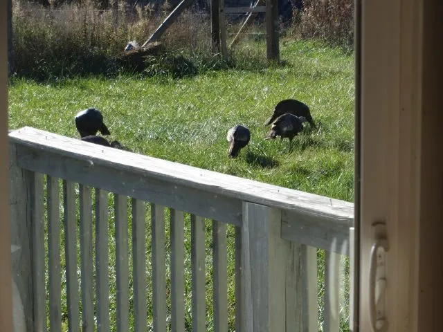 Turkey deck.webp