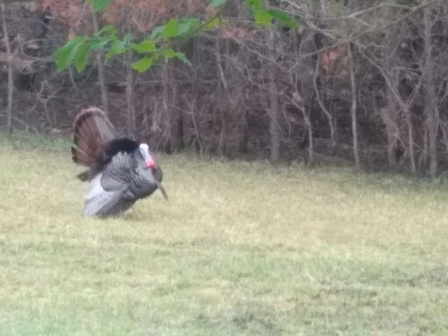 turkey.webp