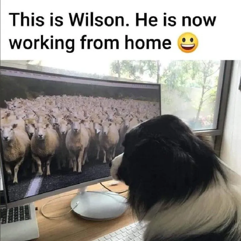 Wilson.webp