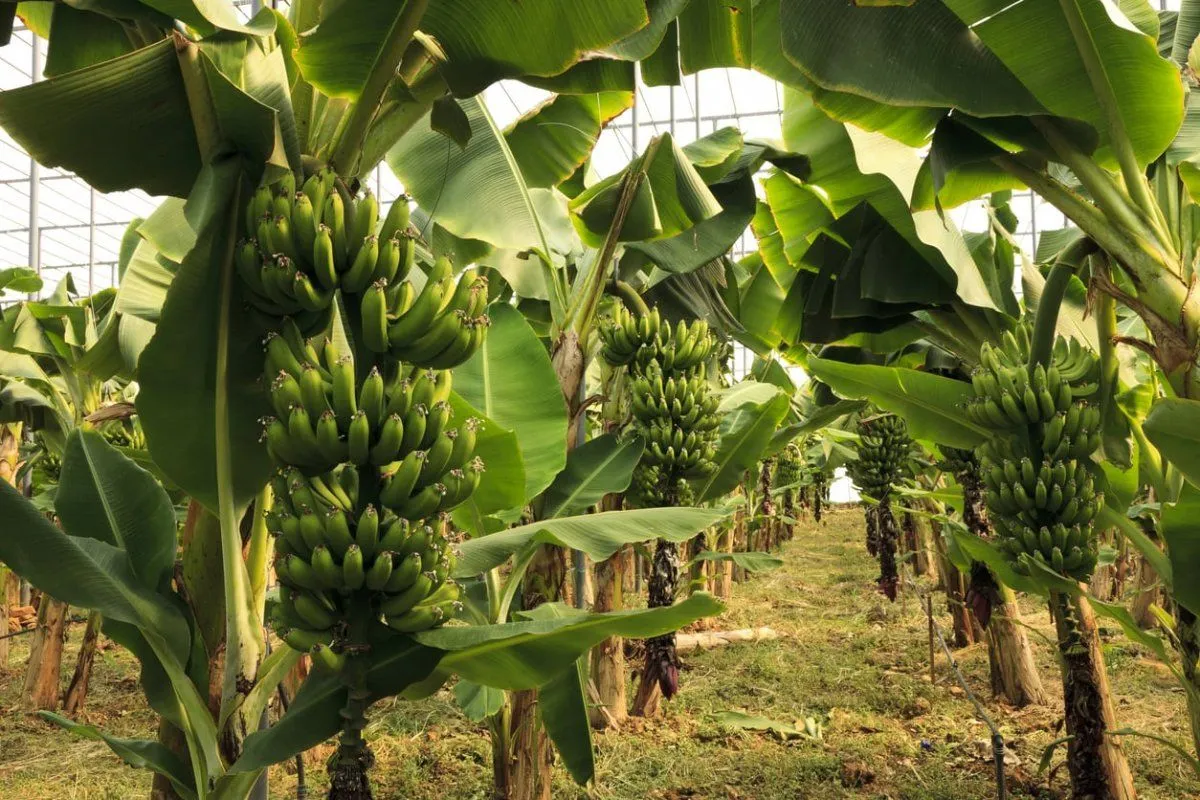 zone-9-banana.webp