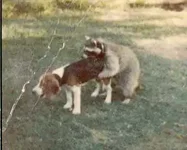 coon_dog1.webp