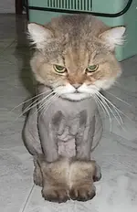 linecutcat1.webp