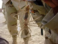 CamelSpiders.webp