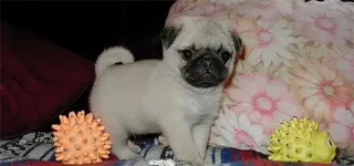 puppy.webp