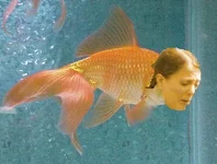 goldfish1.webp