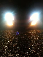 hid's.webp