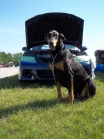 dog.webp