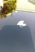 Mazda Hood.webp