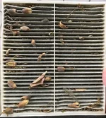cabin filter.webp