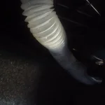 Water dripping from here.webp