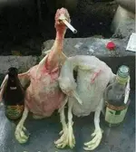 party.webp