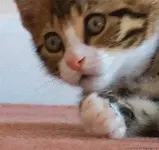 ohshit.webp