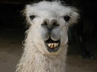 smiling-llama-1529215.jpg