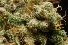 g13-dry-macro-2.webp