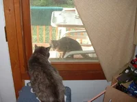 JPG KC Cat Fight.webp