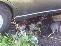 Apt.& car accident 006.webp