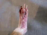 GP's foot.webp
