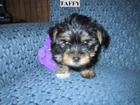 TAFFY.webp