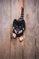 Sachi fence 4x6-3.webp