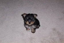 Sophie.webp