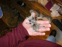 IMGP0459.webp