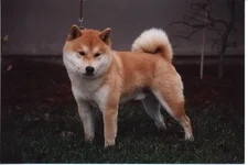 Taro 4x6.webp