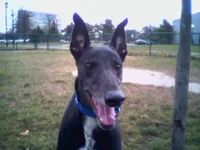 Pharaoh1.webp