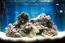 reeftank1.webp