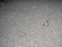 JackStands in Road.webp