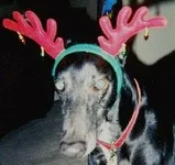 Pharaoh Reindeer 2.webp