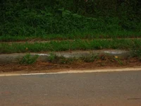 curb 01.webp