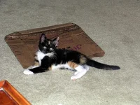 laying down.webp