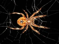 spider 006.webp