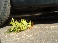 DSCF0261.webp