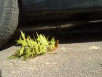 DSCF0261.webp