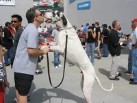 greyhound 3.webp