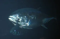 Aquarium of the Pacific 4.webp