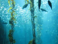 Aquarium of the Pacific 6.webp