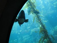Aquarium of the Pacific 9.webp