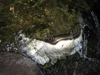 Aquarium of the Pacific 28.webp