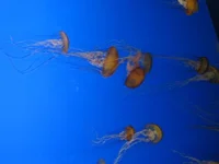 Aquarium of the Pacific 46.webp